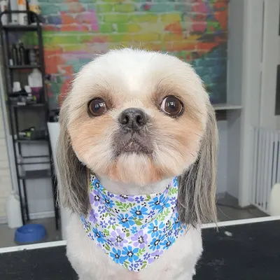 Cudny Pies- pielęgnacja i strzyżenie psów, kotów i królików..